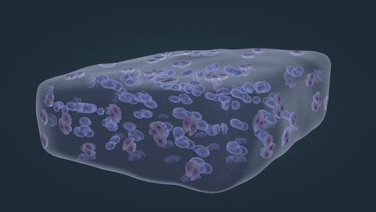 微观细胞软骨组织 软骨细胞 细胞外基质视频素材模板下载