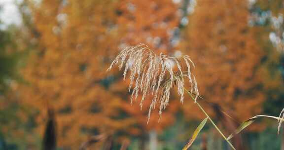 秋天风中的芦苇