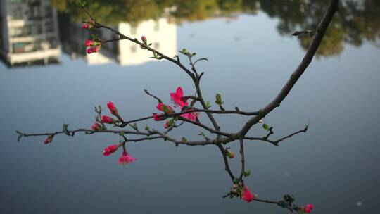 春天海棠花树