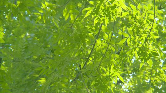 夏天阳光树叶唯美空镜头意境植物