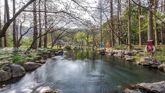 杭州西湖 太子湾 春天 樱花季 延时