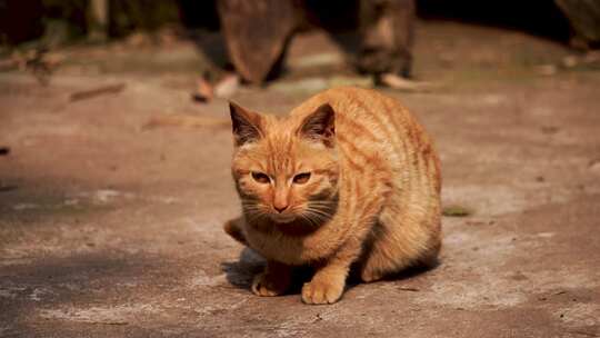 橘猫在阳光中慵懒的休息