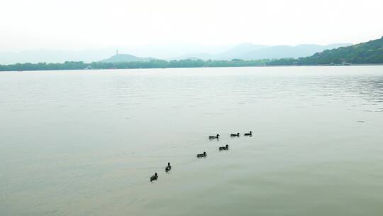 北京颐和园景区昆明湖里的野鸭子