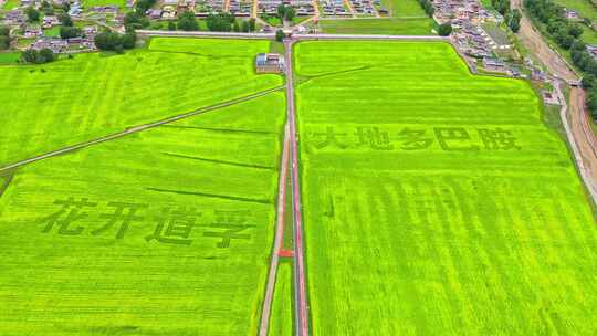 四川甘孜州道孚县惠远寺夏季草原油菜花航拍