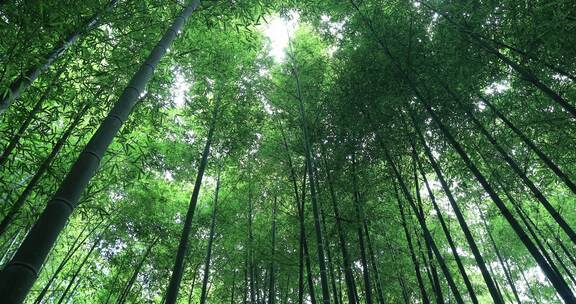 天然氧吧阳光竹林竹海