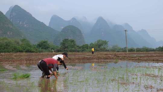 农民在水田中弯腰插秧的场景