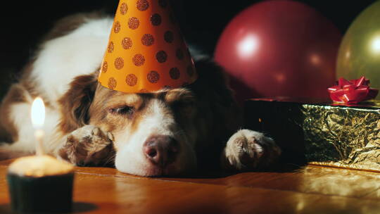 可爱的生日狗戴着帽子视频素材模板下载