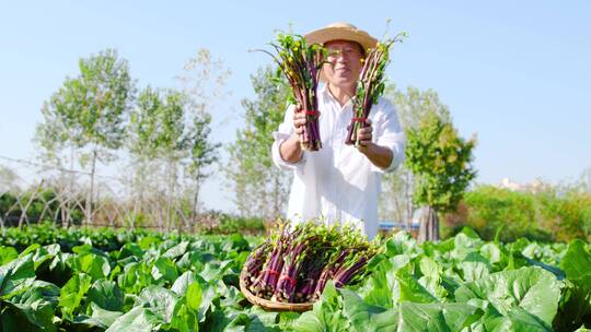 湖北红菜苔