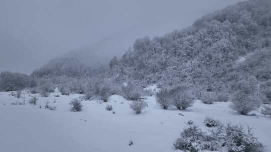 冬天冰冻森林的鸟瞰图，树木被雪覆盖。在美