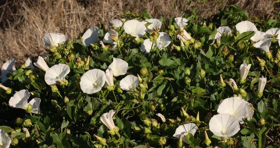 夏日阳光野外牵牛花