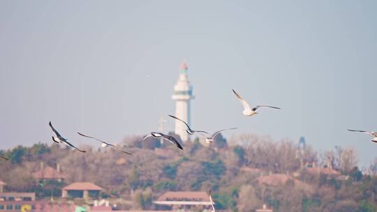 城市中的灯塔与飞鸟海鸥