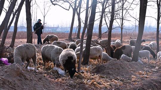 农村放羊畜牧业养羊