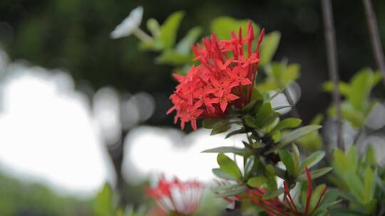 盛开的花朵