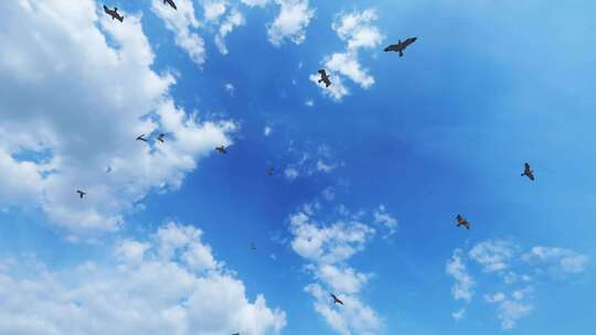 大海 海鸥飞翔 海面飞鸟