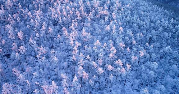 航拍林海雪原雪林风光