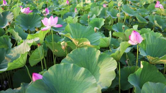 4K 池塘荷花开花视频素材