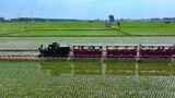 稻田地里行驶的小火车高清在线视频素材下载