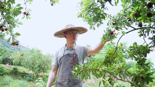 男性农民采摘杨梅