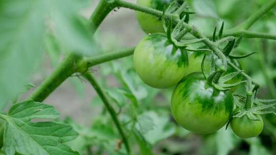 移摄菜园里成长中青色的番茄