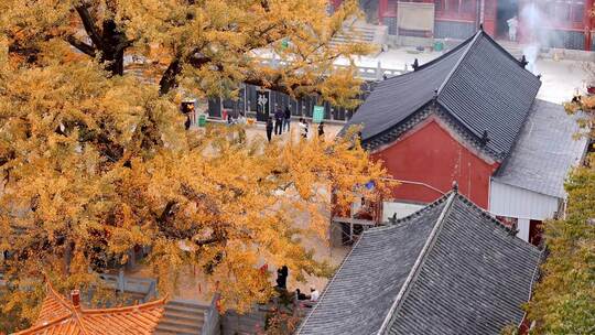 航拍平顶山文殊寺银杏