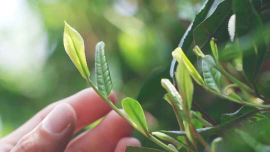 茶农用手抚摸茶叶慢镜头