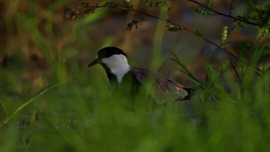 Spur Winged Lapwing，