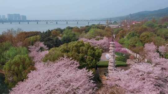 杭州白塔公园樱花