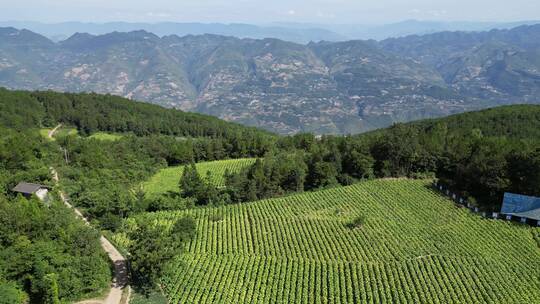 三农乡村振兴素材：烟草田农田大田航拍风景