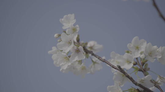 武汉樱花花开花瓣飘落浪漫爱情春天日本樱花