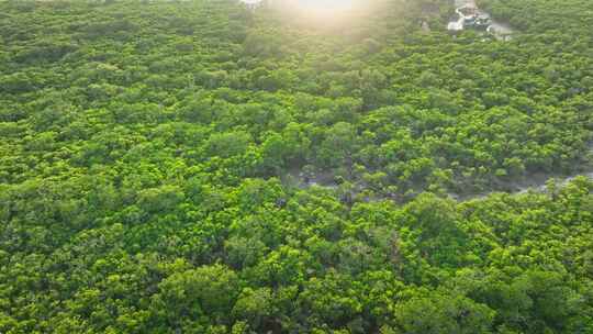 湛江乐民港红树林白鹭滩涂湿地保护区航拍