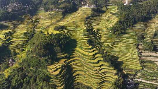 航拍浙江丽水云和梯田 秋天丰收的金色稻田