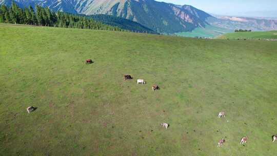 航拍大草原上吃草的牛