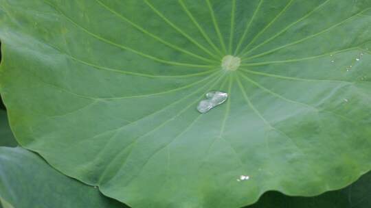 夏天荷花公园湖水莲花睡莲露珠荷叶