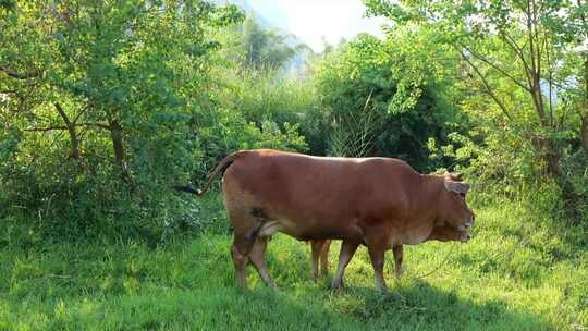 放牧黄牛牛吃草优质肉牛视频素材模板下载