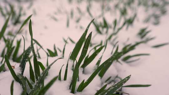 寒冷冬天雪地中的绿色麦苗空境升格