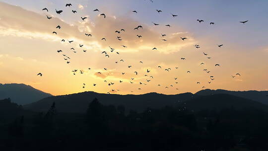 夕阳晚霞中翱翔的白鹭群