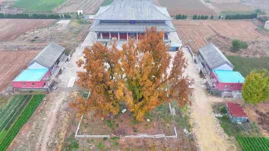 山东泰安华严寺银杏树