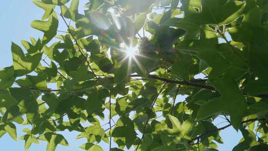 阳光穿过树叶夏日逆光绿叶蓝天