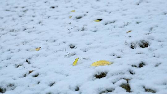 2022年第一场雪    大雪天下的西安