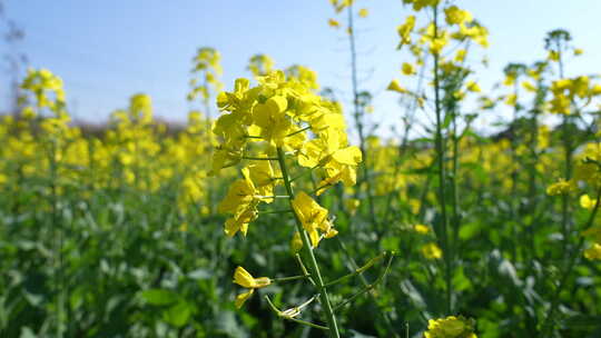 油菜花慢镜头