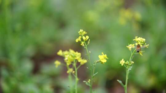 油菜花 金黄