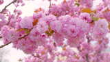 粉红樱花高清在线视频素材下载
