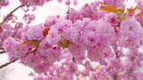 粉红樱花高清在线视频素材下载