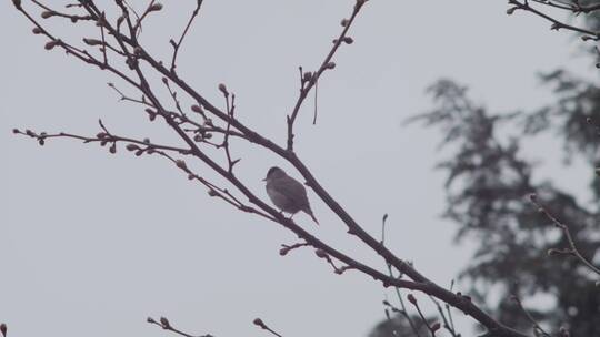 树枝上的柳树蒂鸟