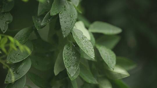 下雨雨雾雨滴打绿叶 (10)