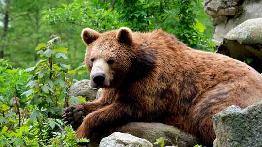 在岩石上休息的棕熊