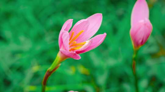 4k风雨兰30帧花开延时