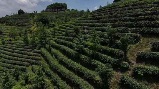 茶园茶叶采茶茶文化茶山高山