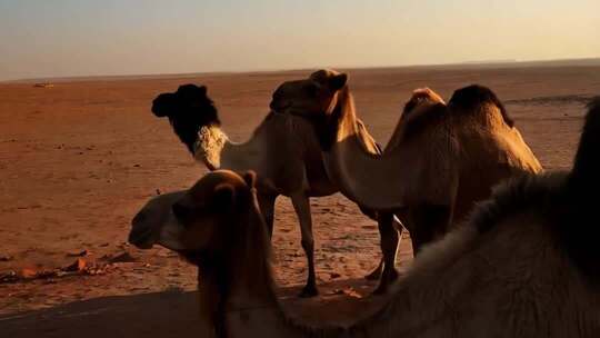 沙漠中的骆驼群