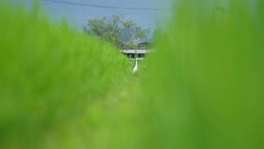 夏天绿色田埂上的白鹭